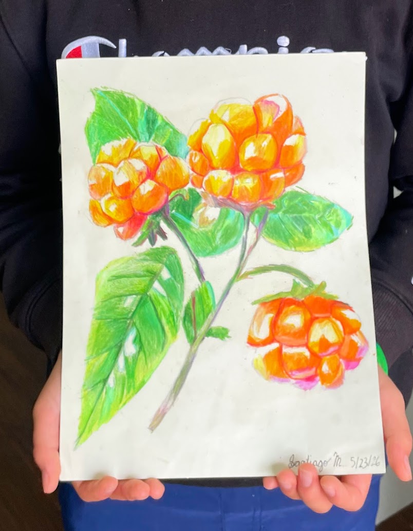 Cloudberries by Santiago, 2026
